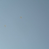 1st Operation Toy Drop 040